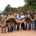  guys holding a very big snake