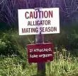 alligator mating sign 