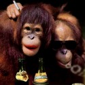 funny orangutans partying 