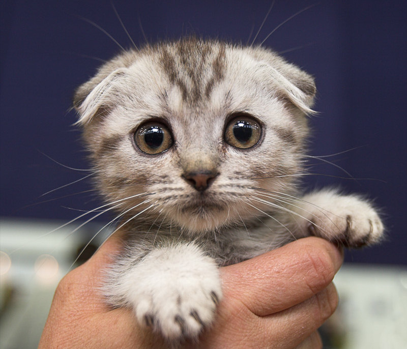 animal-portrait-scared-kitten.jpg