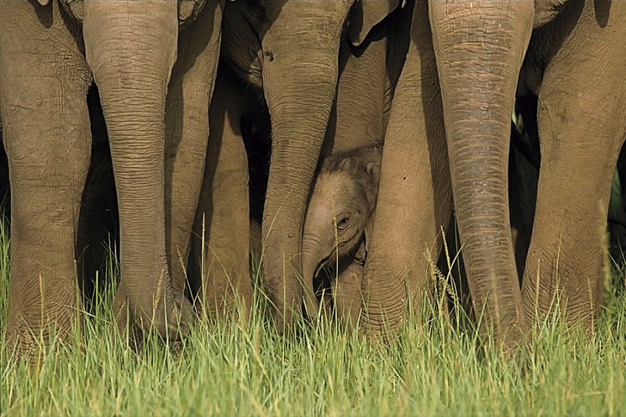 Les éléphants et les jeunes
