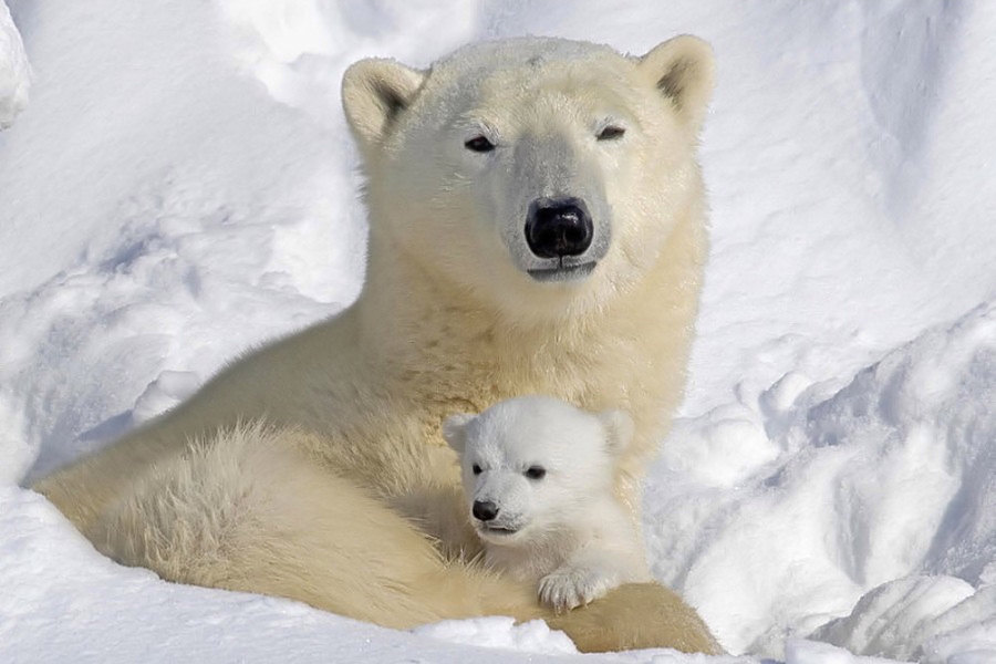 Ours polaire et son ourson