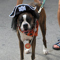 pirate dog at fantasy Fest