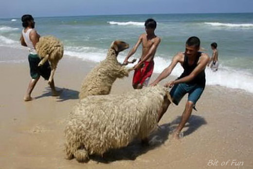 taking sheep to the beach for a swim