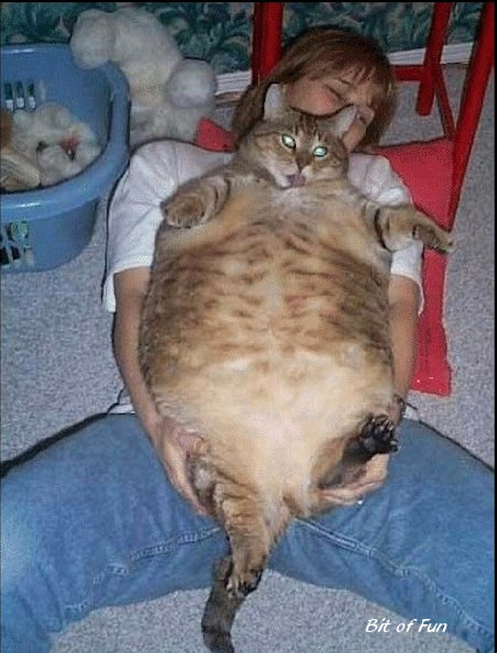 a very big and very fat cat