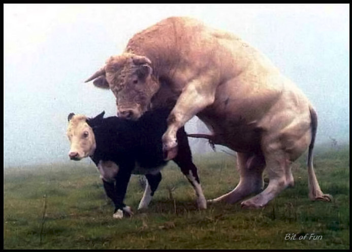 big bull tries to mate