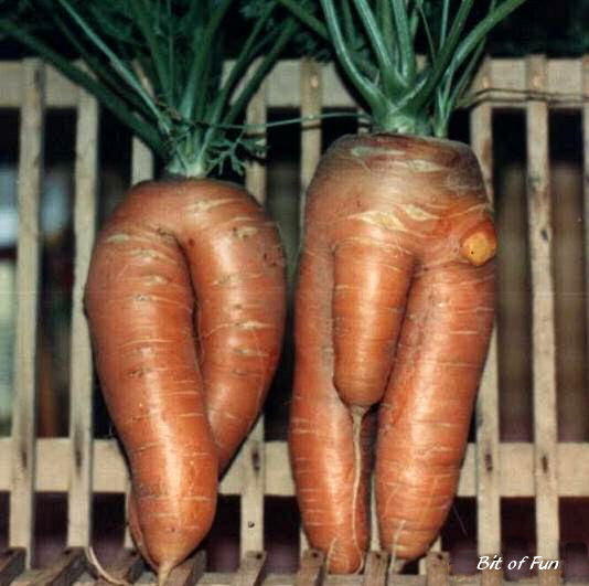 http://www.bitoffun.com/images/wei-carrots.jpg