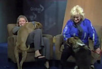 Adopt a Pet Segment Gets a Little Crazy