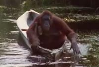 Orangutans