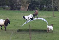 Balancing Goats