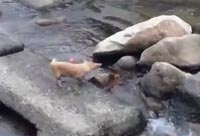 Fetch With the River