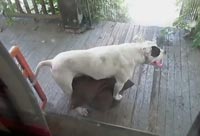 Dog on my Porch