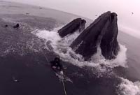Whale Sized Gulp