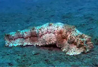 Bizzare Pearlfish