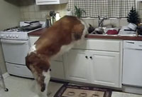 Canine Dishwasher