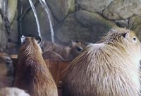 Capybara Bath