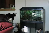 Cat Versus Aquarium Fish