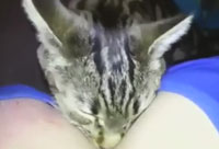 Cat Kneading Boobs