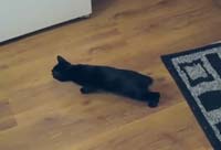 Cat Lag Fever