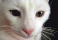 Catnip Trip