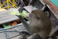 Crazy Thai Monkey