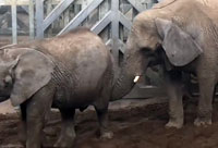 Very Inquisitive Elephant