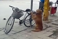 Dog Guards Bike