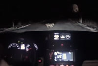 Doggy Takes a Car