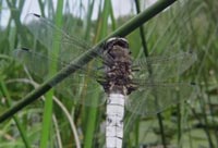 Dragonflies Wings