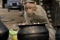 Drunken Monkeys | National Geographic
