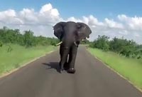 Elephant Chases a Car