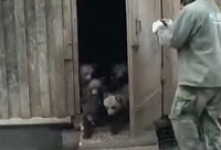Feeding Bear Cubs