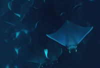 Gigantic School of Rays