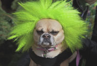 Halloween Costumes for Pets PSA