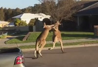 Kangaroo Street Fight