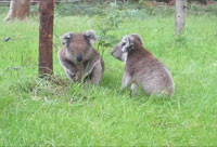 Cute Kolas Fighting