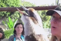 Kookaburra Call