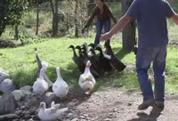 Like Ducks to Water