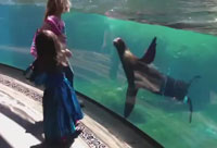 Little Girl and The Seal