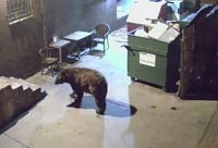 Midnight Take-out