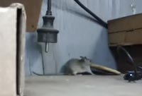 A Determined Mouse