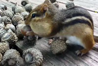 Mouth Full of Acorns