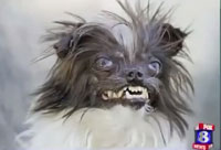 Humorous News and Uncontrolled Laughter