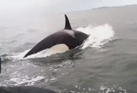 Orca Attacking Sea-lions