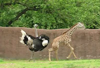 Unusual Playmates
