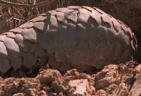 On a Pangolin's Menue