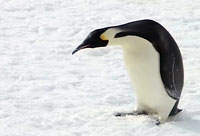 Penguins Flying