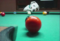 Pool Shark Pooch