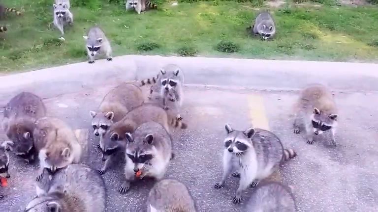 Raccoons Everywhere