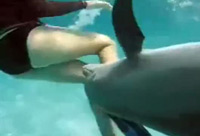 Amorous Dolphin